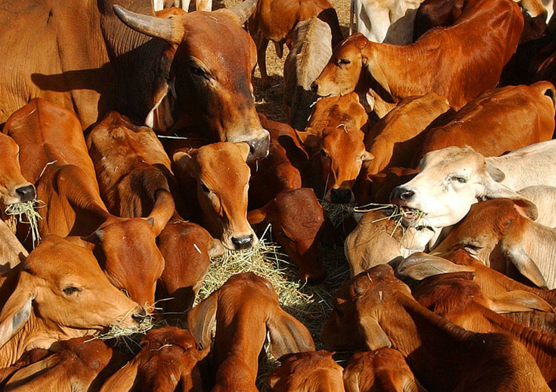 Chokepoint 2026: The Exporter's Dilemma: Stranded Ships, Collapsing Air Bridges, and the Global Feed Shock cover image