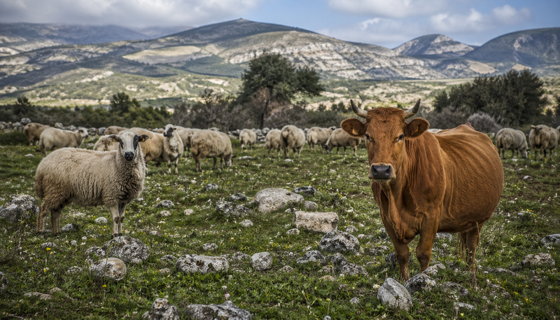Кипър е изправен пред криза в животновъдството