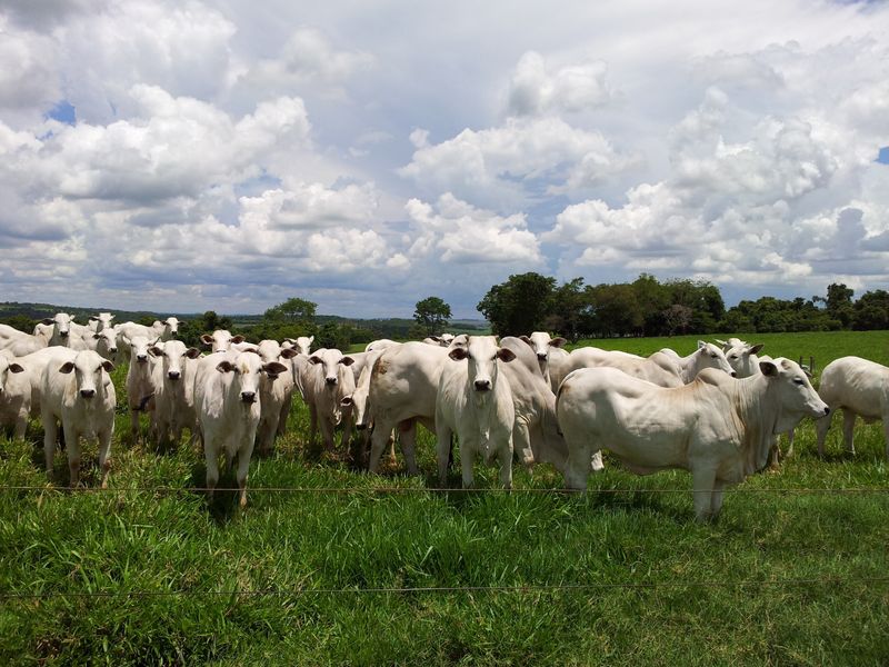 German Farmers on Alert After Wave of Large-Scale Cattle Thefts cover image