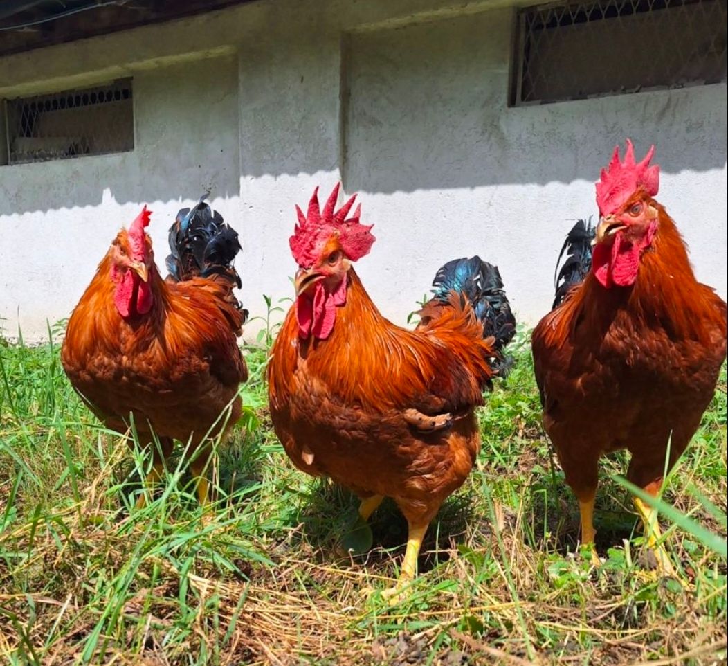 Gallus deluxe: lo specialista croato del giovane galletto dal campo al commercio dal 2023