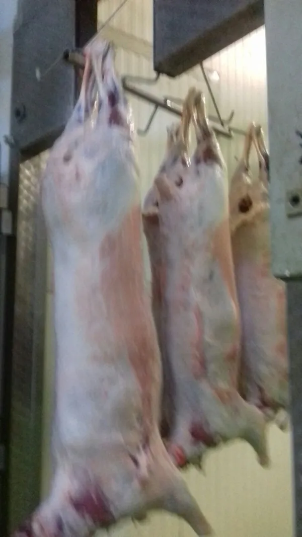 Lamb Carcass Halal Slaughtered  2