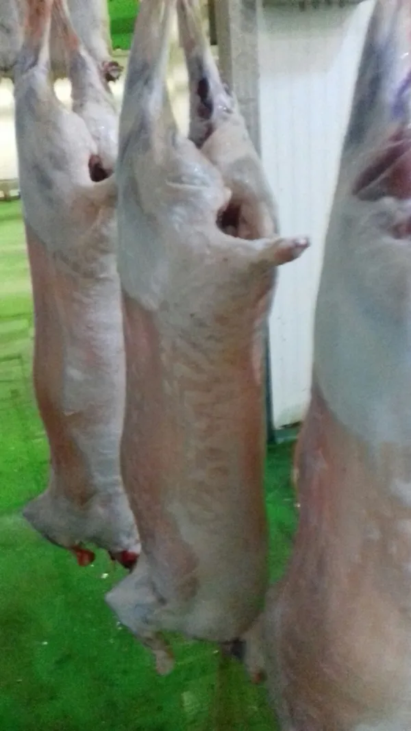 Lamb Carcass Halal Slaughtered  3