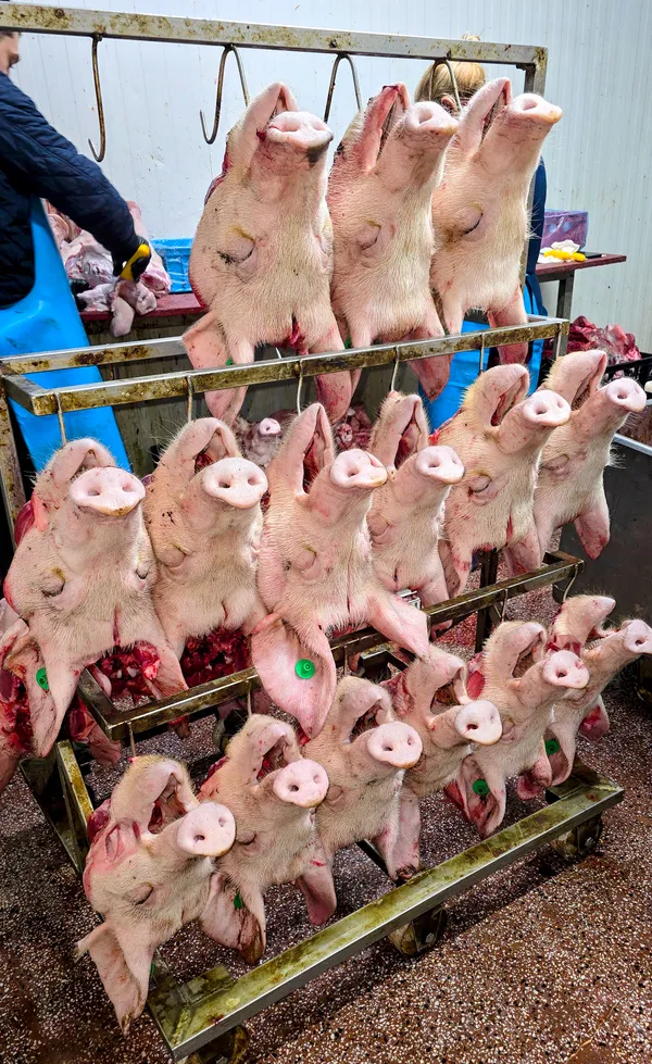 Pork heads