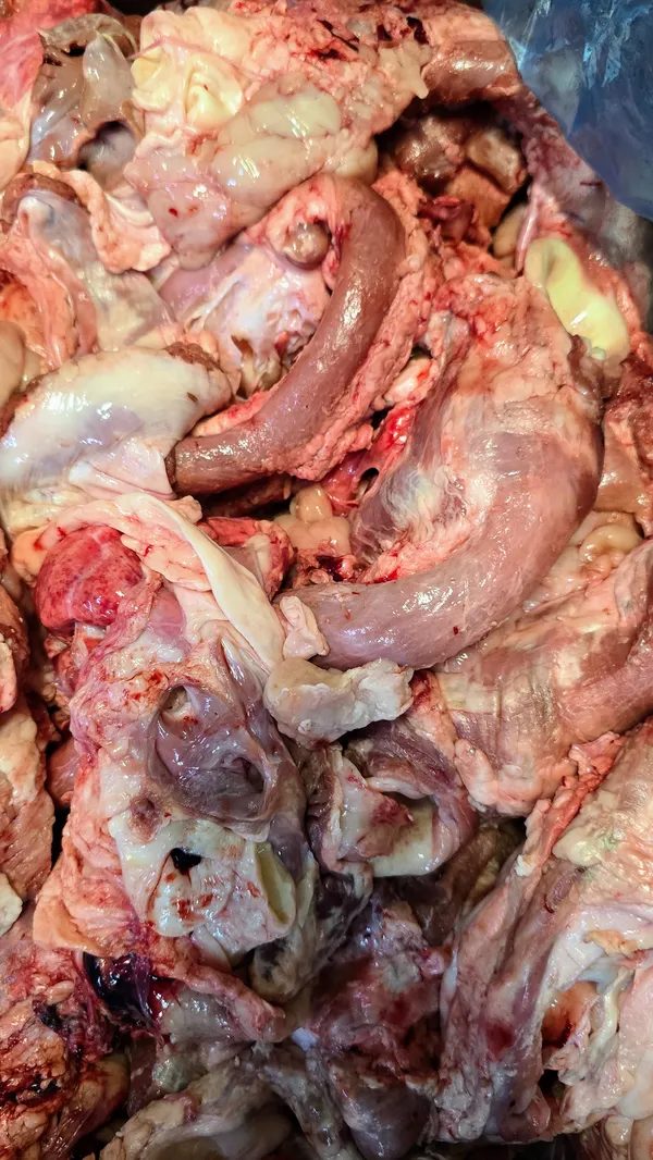 Pork Larynx