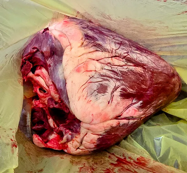 Beef heart 