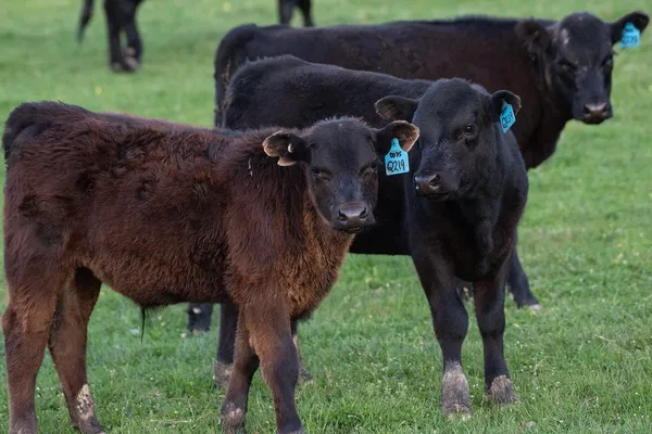 Cattle Farming