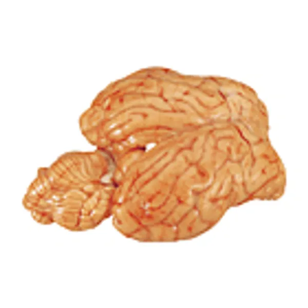 Offal – Brains