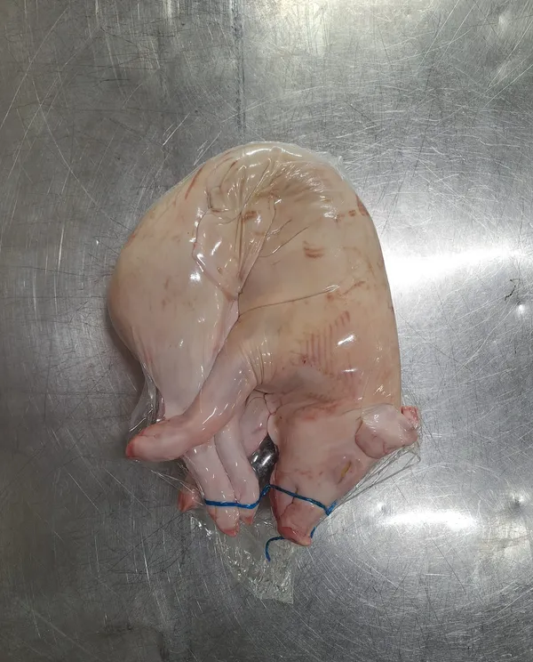 Piglet 8-10 kg