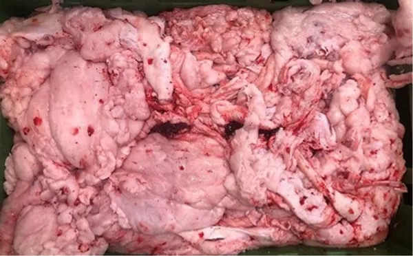 Beef abdominal fat, regular offer in poly block