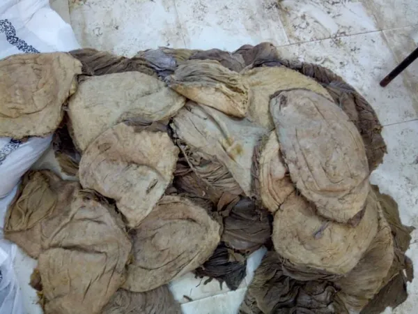 Dry Salted Beef Omasum