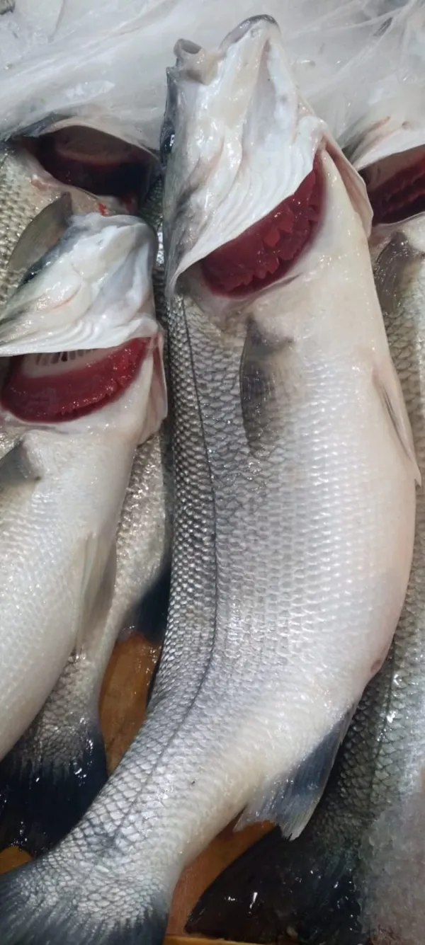 European Seabass Sizes 3000-4000