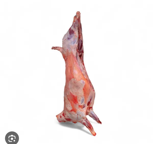 Frisch geschlachtete lämmer 14-22 kg halal 4