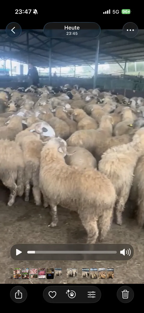 Frisch geschlachtete lämmer 14-22 kg halal 2