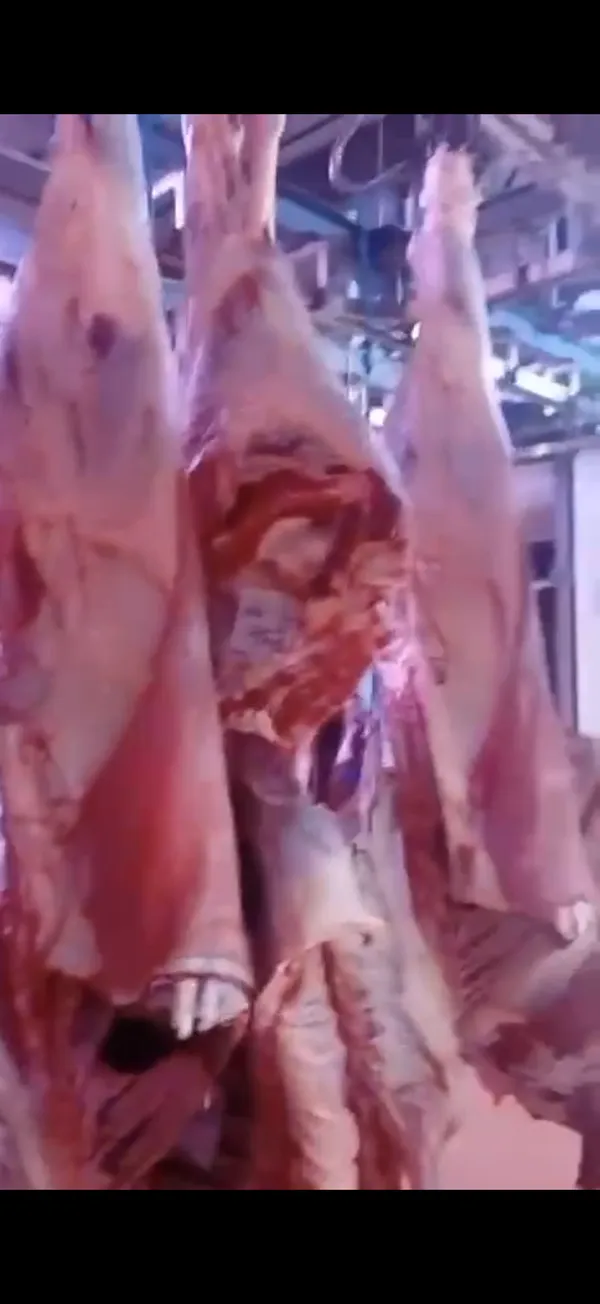 Rinder Hälften halal 2