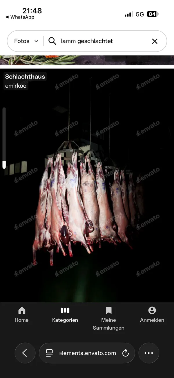 Frisch geschlachtete lämmer 2