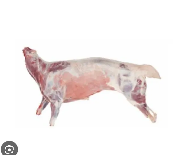 Frisch geschlachtete lämmer 4