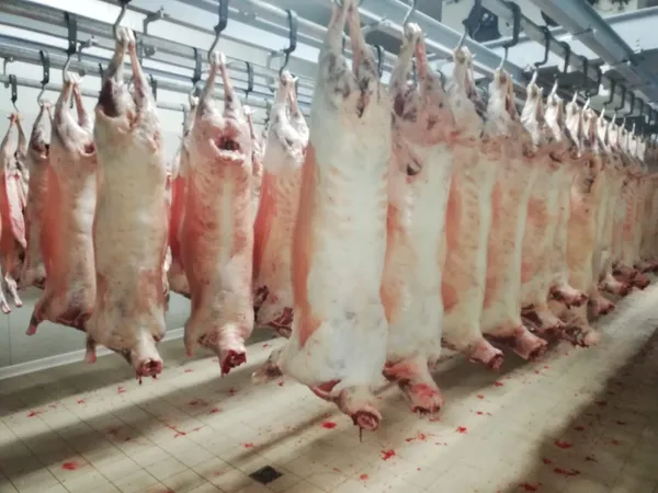 Schaff halal 25-35 kg 2