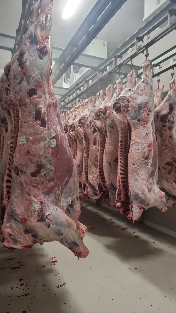 Frisch geschlachtete halal Kälber in Hälften