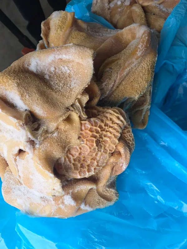 Frozen beef tripe with honeycomb - scalded, unbleached 3