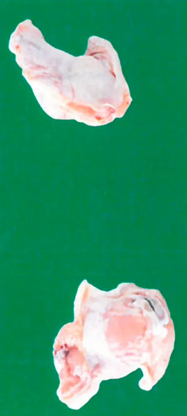 Frozen chicken prime wings 3