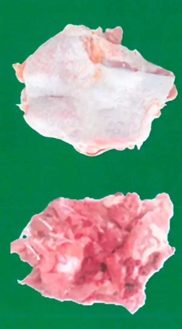 Frozen chicken leg meat skin on 3