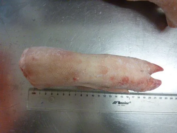 Frozen pork front feet, long cut 4