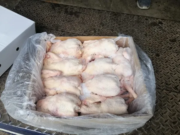 Frozen naked whole hens, for Africa 2