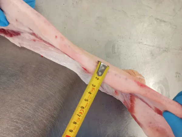 Neck fat, rind on  2