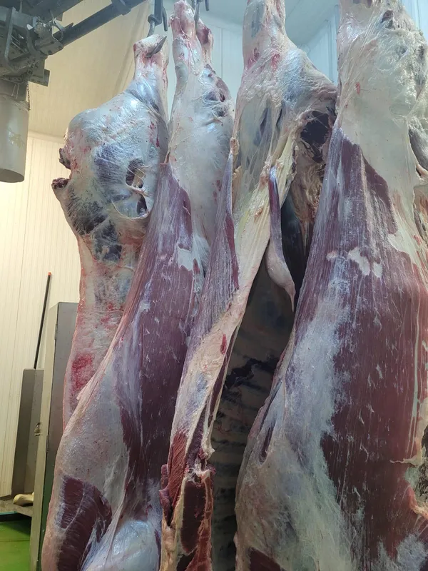Bull carcass 7