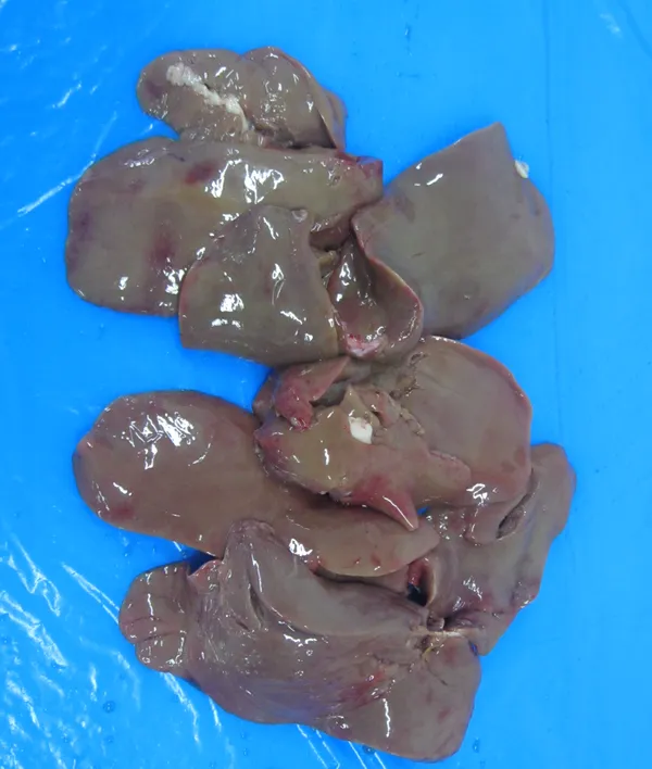 Duck liver