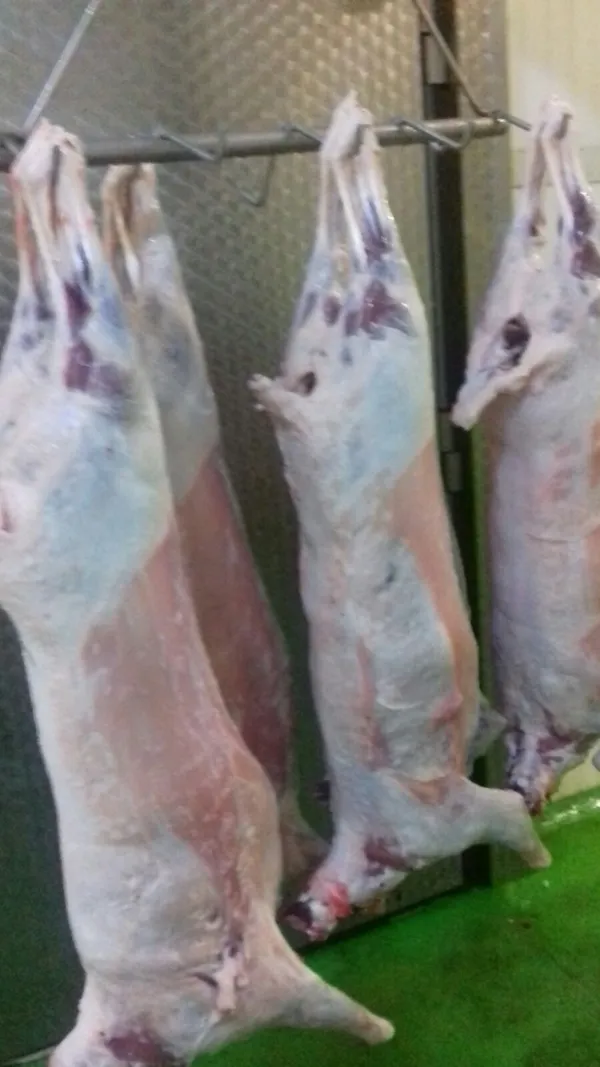 Lamb whole carcass  4