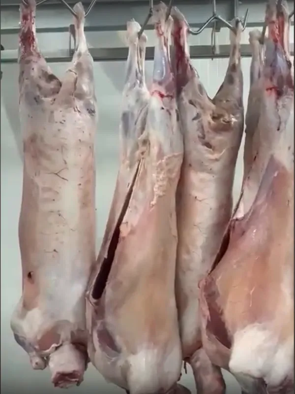 Fresh slaughtered pigs - 2.80 euro/kg