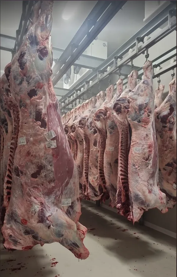 Halal beef halves or whole - 8 euro/kg