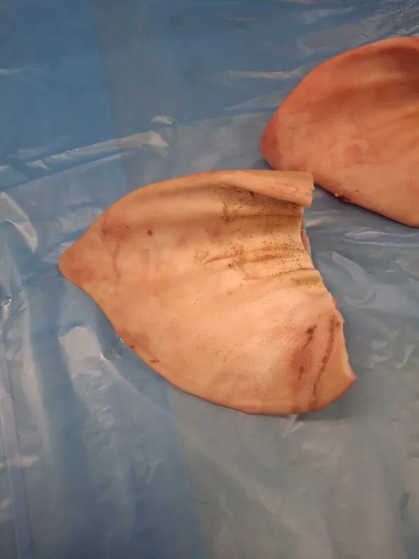 Frozen pork ears flaps, polyblock 2