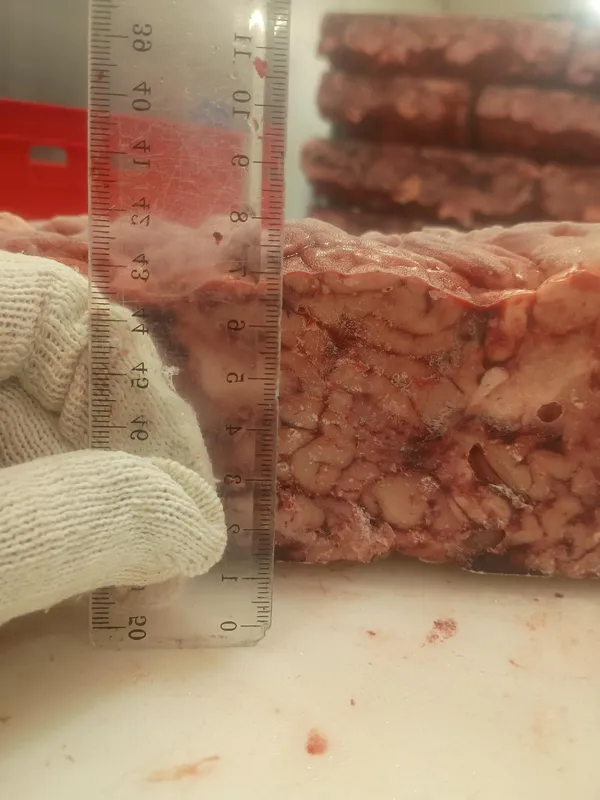Frozen pork brains 5