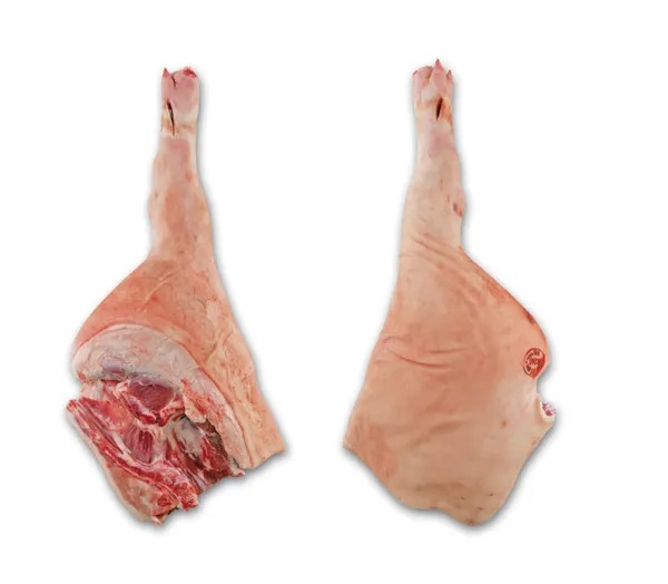Leg bone in incl. Foot