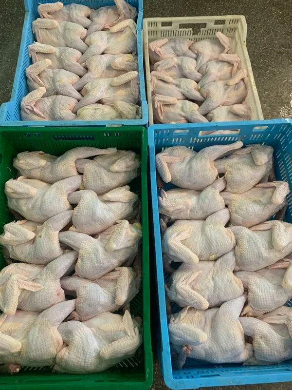 Frozen whole laying hens, average weight 1.1–1.3 kg, packed in 10–15 kg cartons