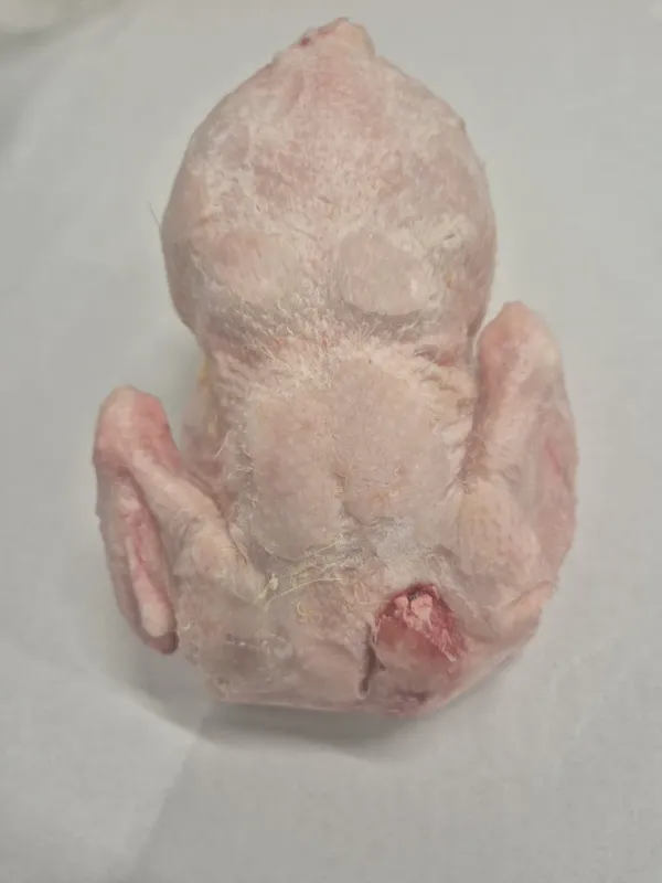 Whole chicken - 900 gr , ivp 10 pieces in carton , production 02.2026 , shelf life 12 months from production data .Possible with Halal certyfication .Price 1,95 eur exw. 7
