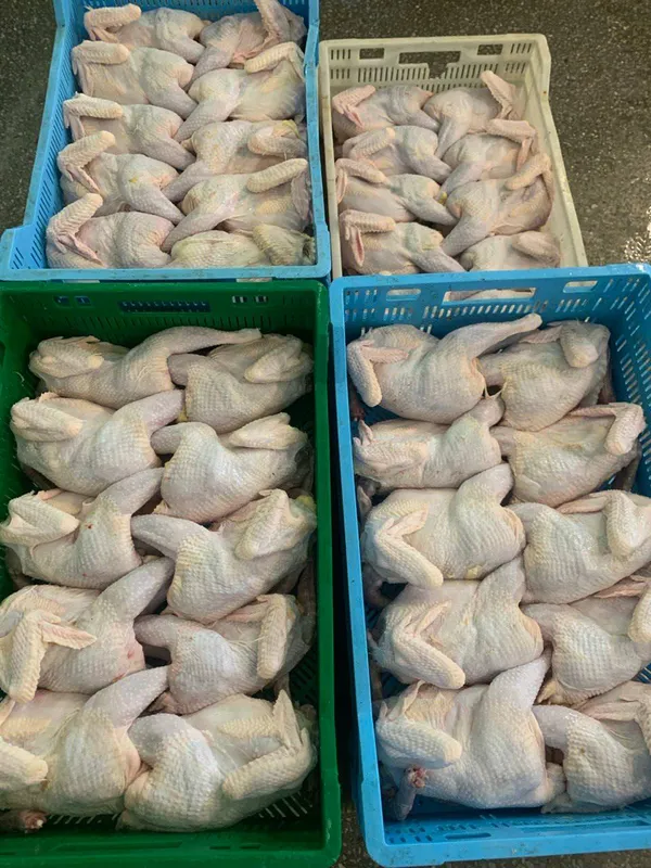 Frozen whole laying hens, average weight 1.1–1.3 kg, packed in 10–15 kg cartons 3