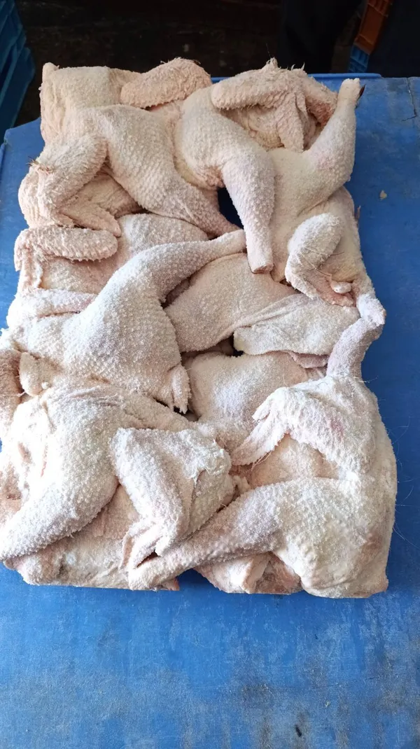 Frozen half carcasses of laying hens 4