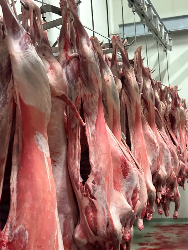 Frisch geschlachtete halal lämmer 14-23 kg mit kopf und innerein sowie ohne