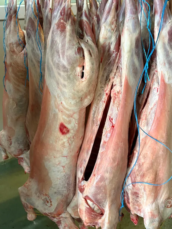 Frisch geschlachtete halal lämmer 14-23 kg mit kopf und innerein sowie ohne 2