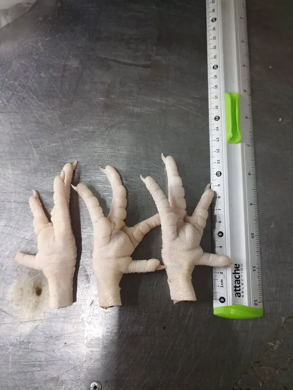 Frozen Chicken Paws 7