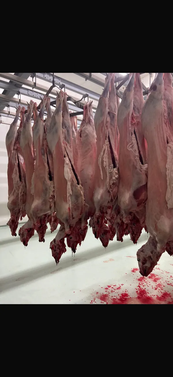Halal goat with head and innards 3