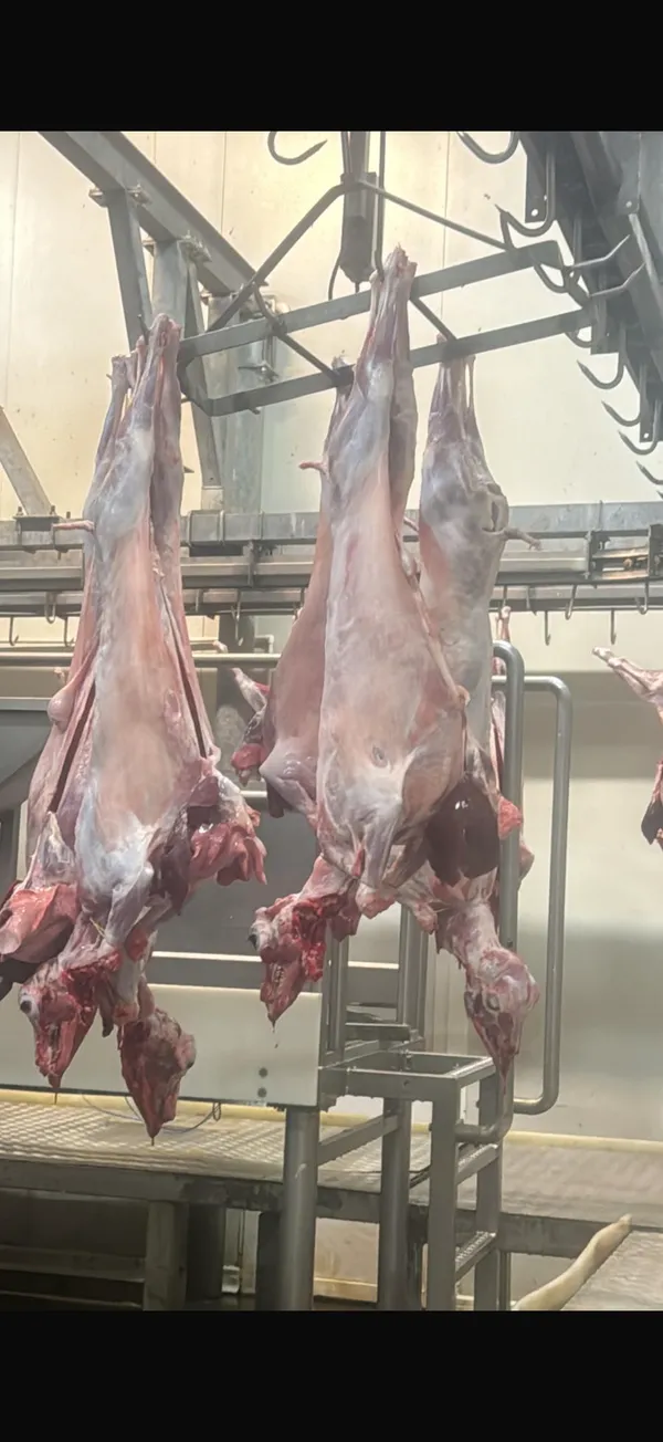 Halal goat with head and innards 6