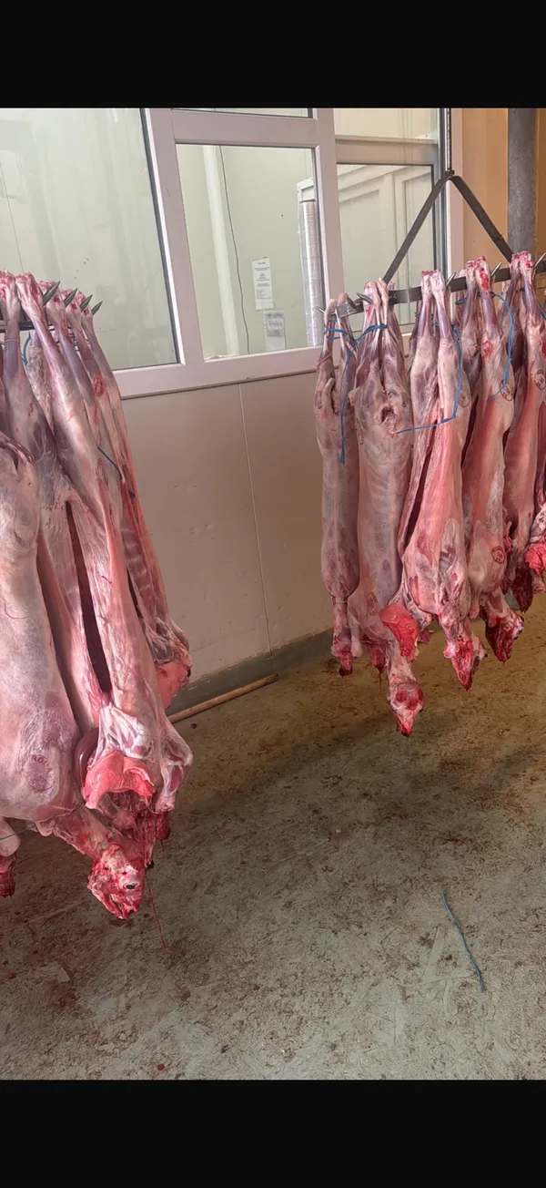 Halal goat with head and innards 7