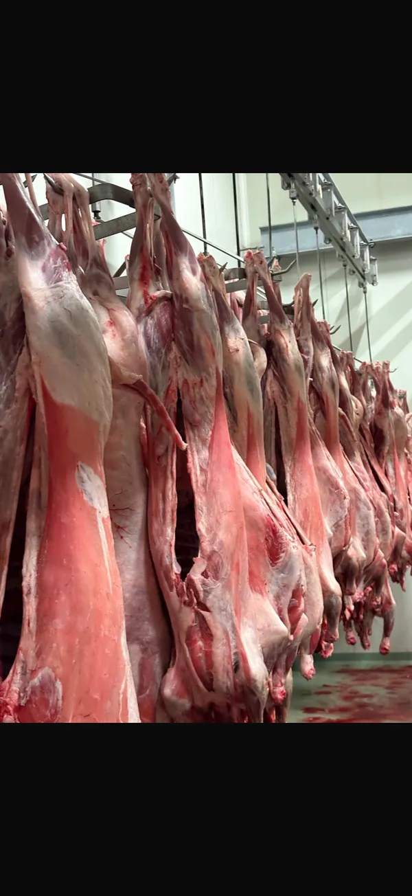 Lamb with head and offal 3