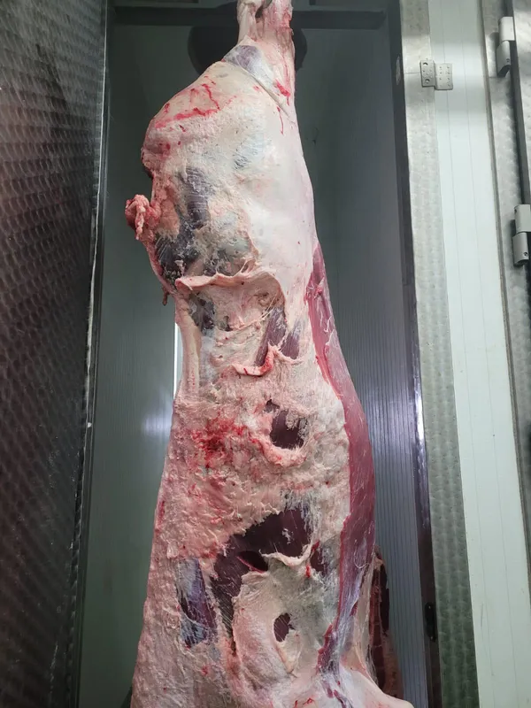 Beef quarters 2