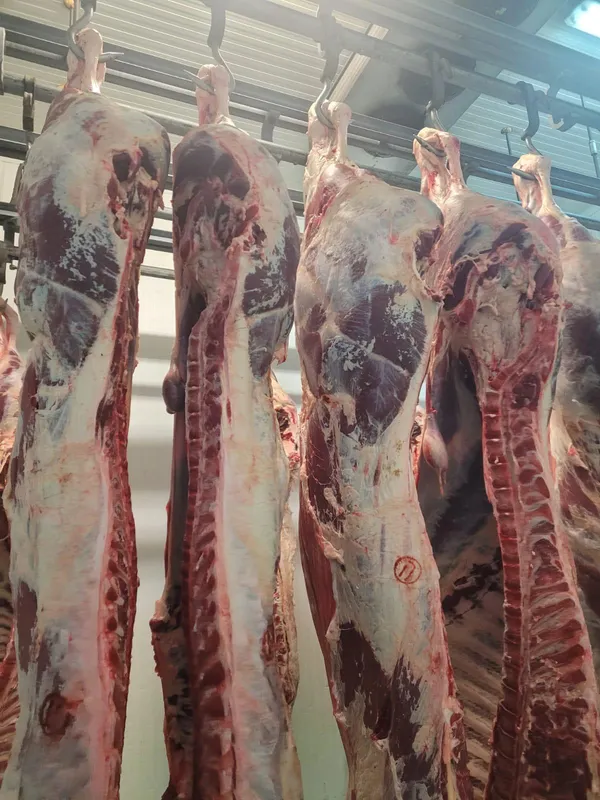 Beef quarters 3
