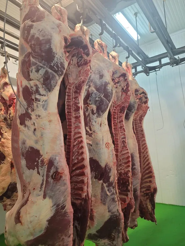 Beef quarters 4